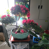 專業(yè)花卉養(yǎng)護(hù)